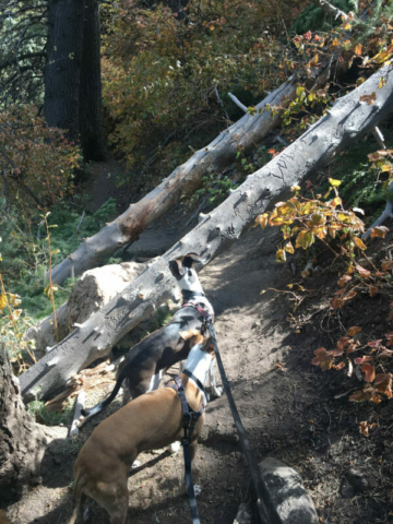 Fallen trees on the trail in Neff's Canyon