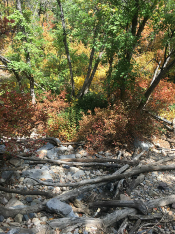 Neff's Canyon dry creek bed