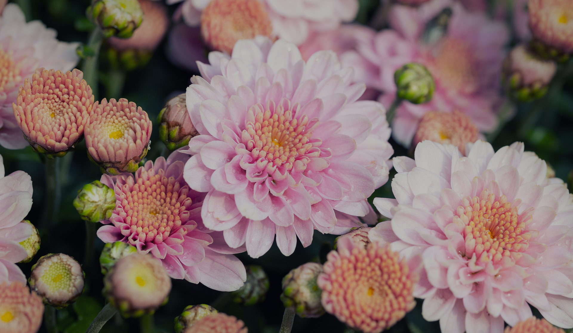 Autumn flower background
