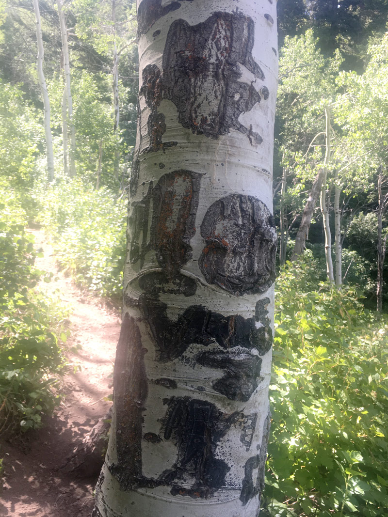 Aspen - beauty in nature - inspiration