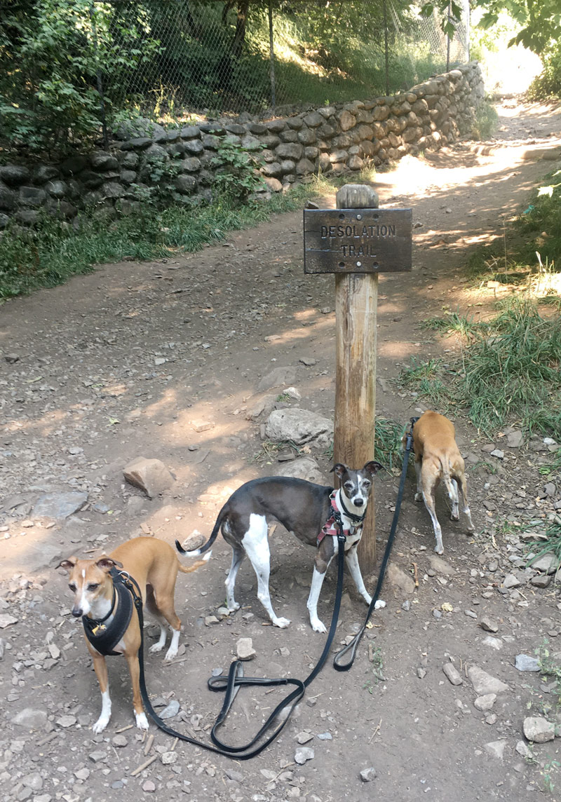 Millcreek Desolation Trail with Italian Greyhounds