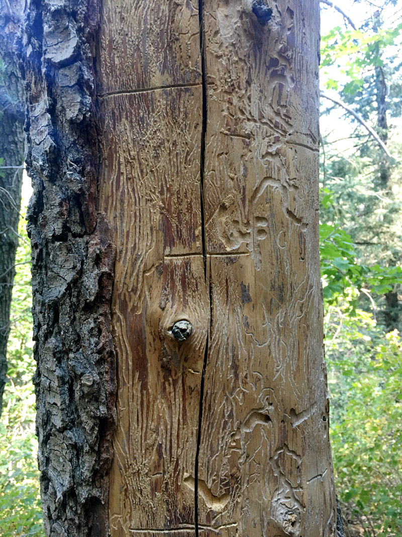 Etched Trunk - beauty in nature - inspiration