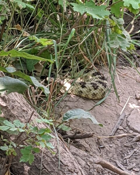 Rattlesnake in MillCreek Canyon hiking trail