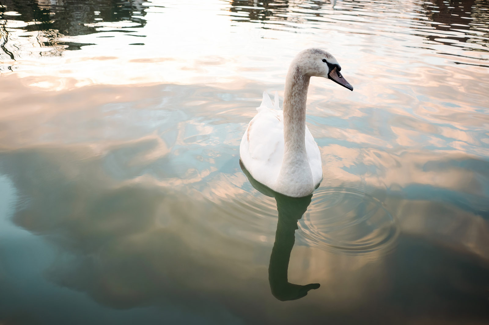 Peace of mind from a swan floating on a lake