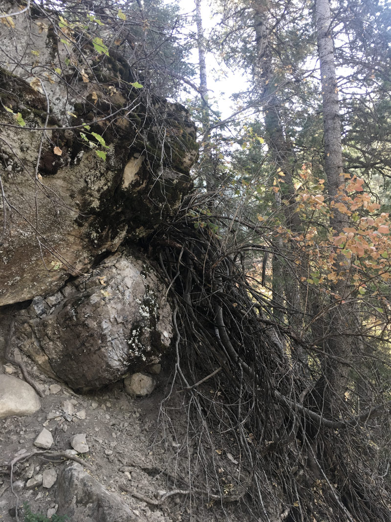 Design inspiration on Porter Fork Trail