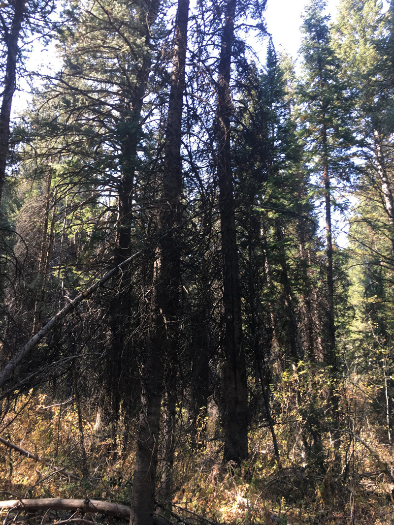 Porter Fork Trail headed up into the aftermath of Neff's Canyon wildfire