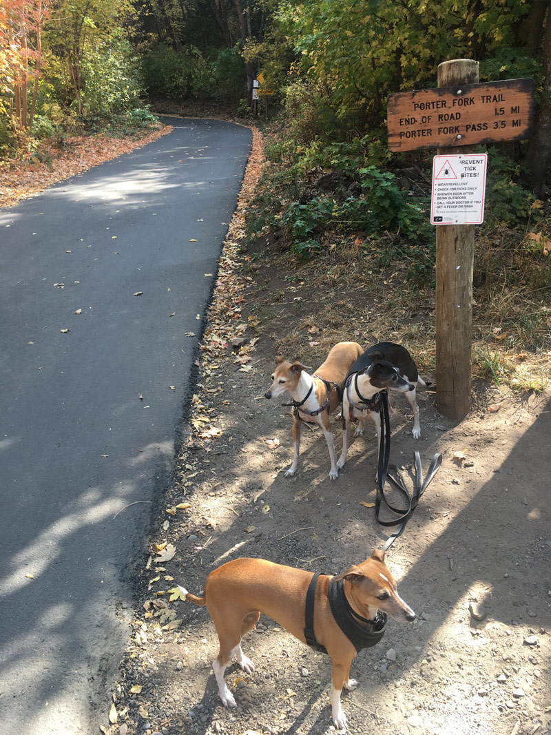 Italian Greyhounds at the Porter Fork Trail in Millcreek